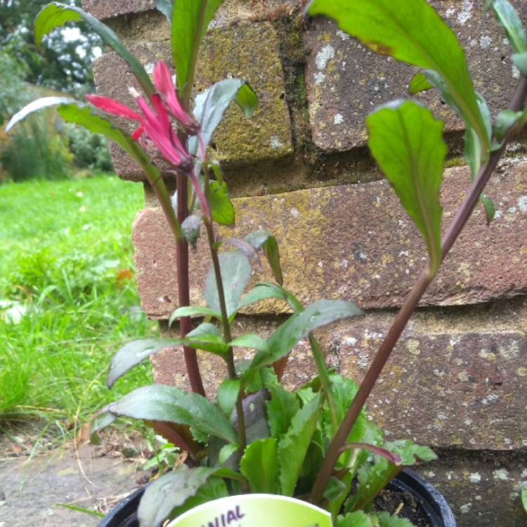 Plant image Lobelia x speciosa 'Fan Scarlet'