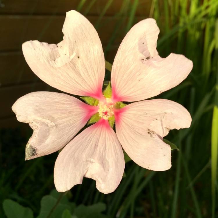 plant image 855196 plant image 855196