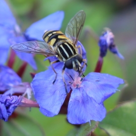 Ceratostigma plumbaginoides syn. plumbago larpentiae