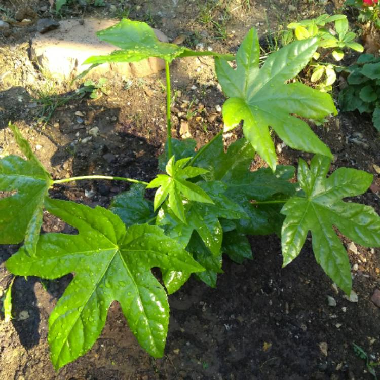 plant image 857850 plant image 857850