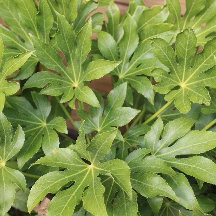 plant image 858601 plant image 858601