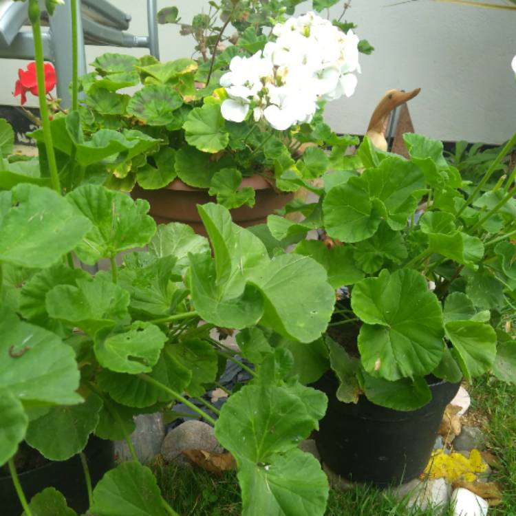 plant image 861507 plant image 861507