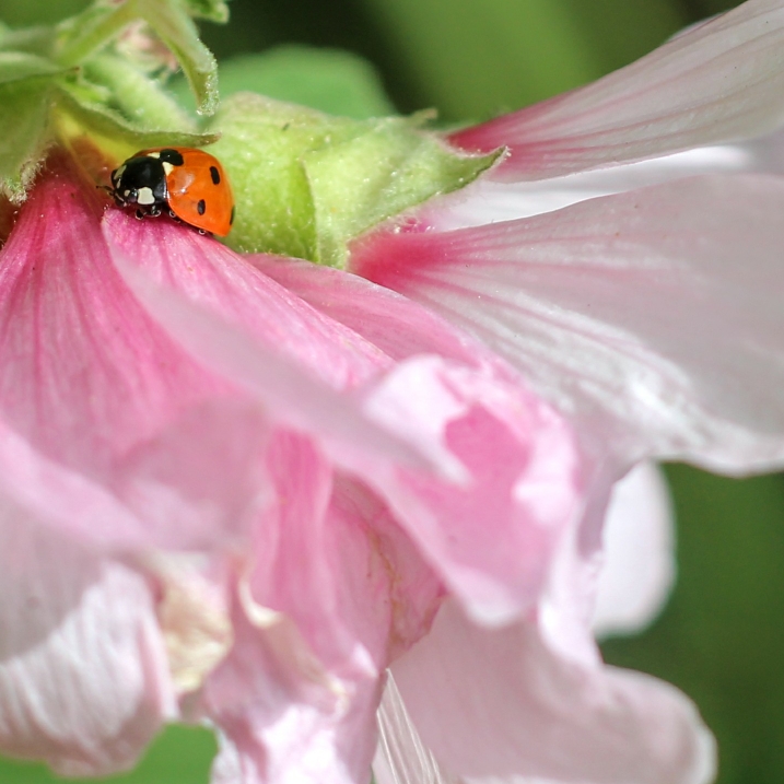 plant image 862086 plant image 862086