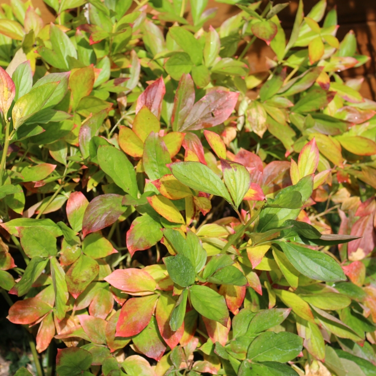 plant image 862301 plant image 862301