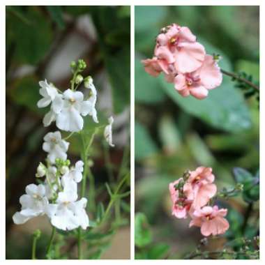 Diascia 'Monhop'