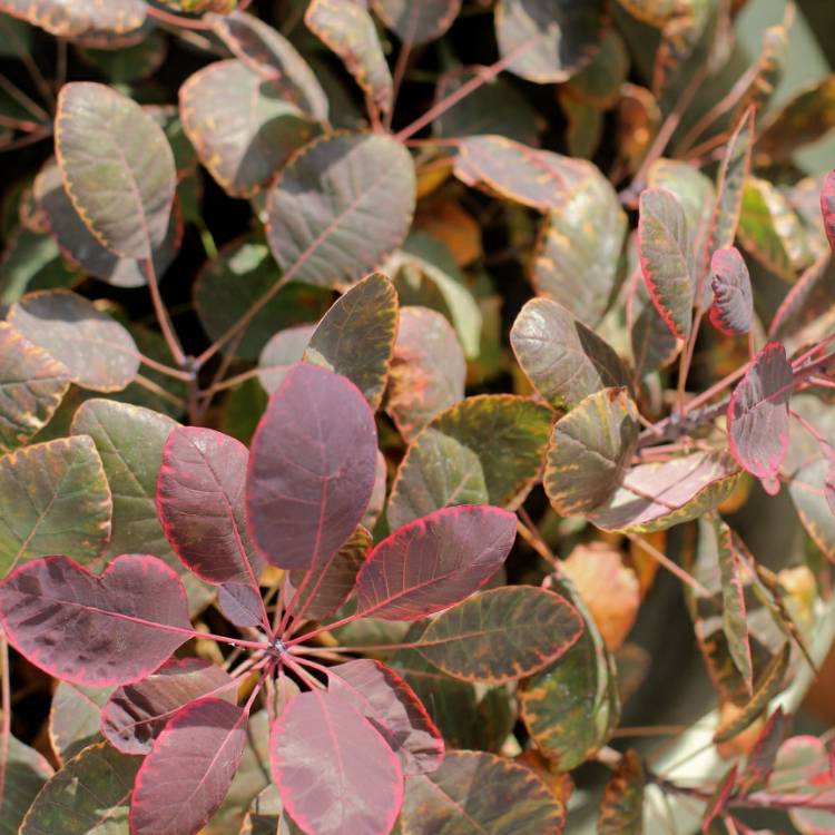 plant image 864079 plant image 864079