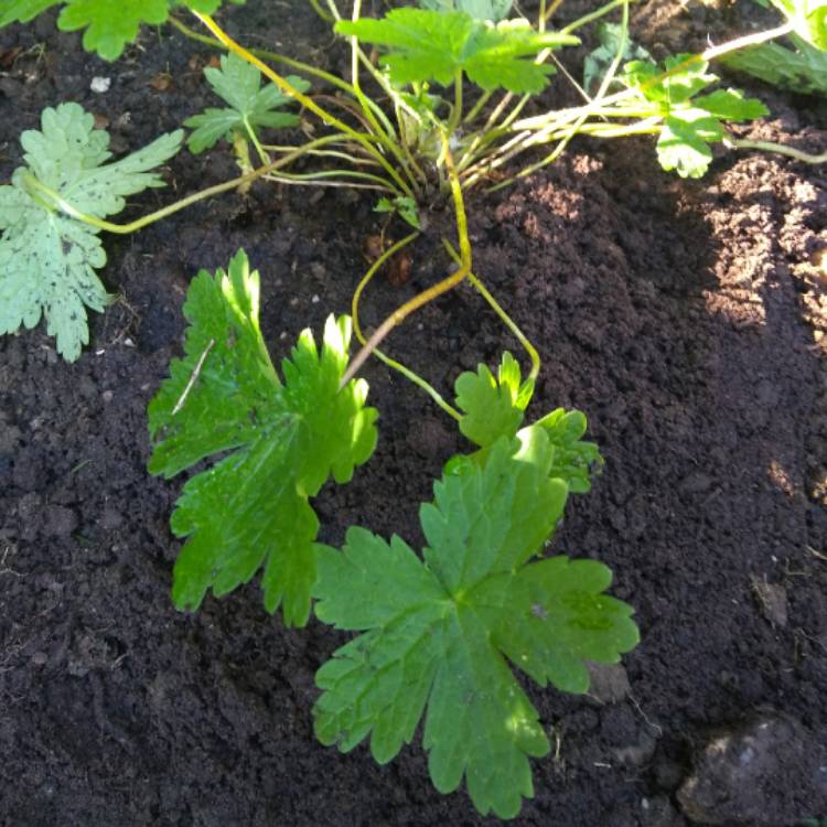 Plant image Geranium phaeum var. lividum