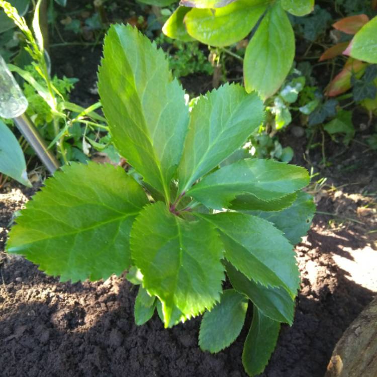 plant image 869389