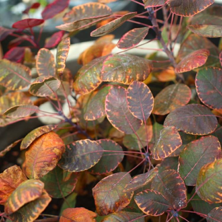 plant image 870097 plant image 870097