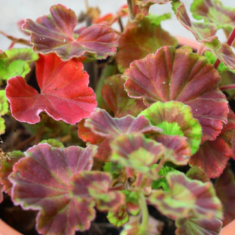 plant image 870202 plant image 870202