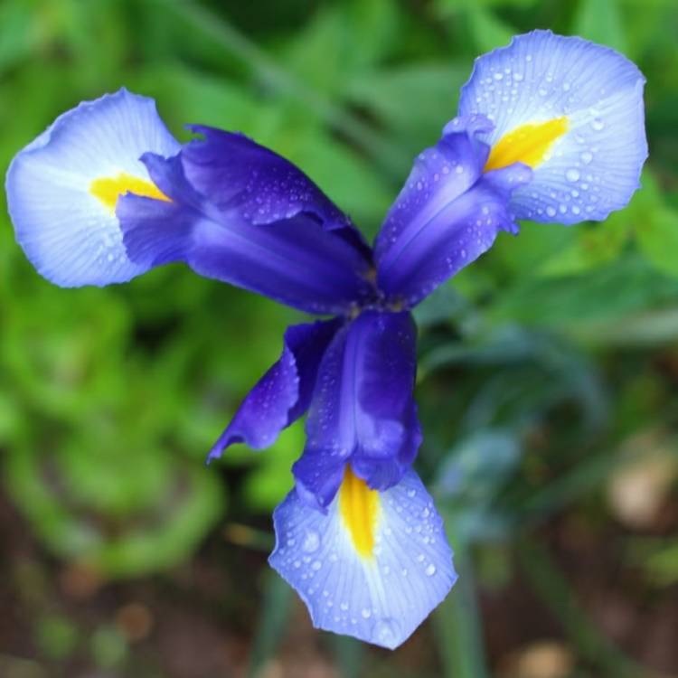 plant image 870723 plant image 870723