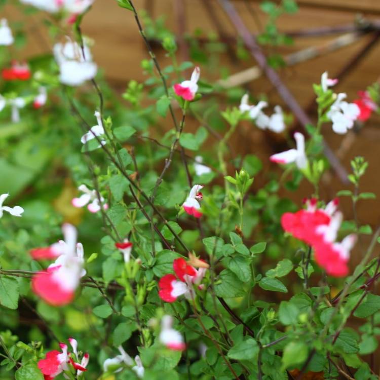 plant image 873077