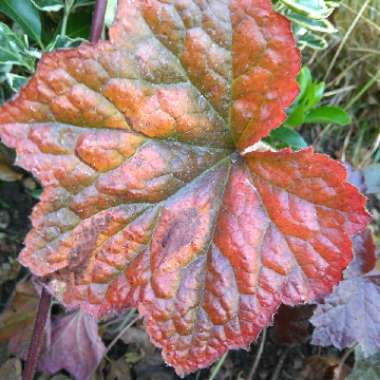 Heuchera villosa 'Palace Purple' syn. Heuchera sanguinea 'Palance Purple', Heuchera micrantha 'Palace Purple'