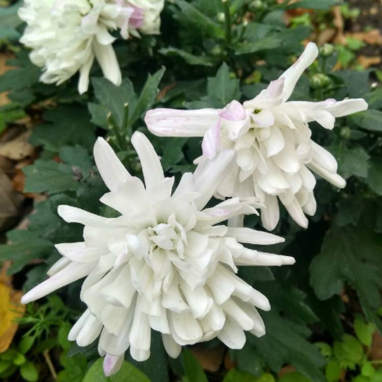 plant image 878912 plant image 878912