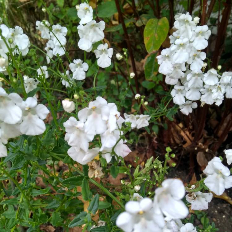 plant image 878955