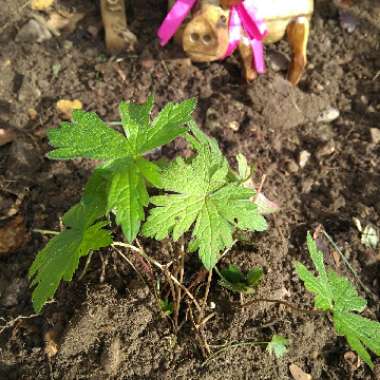 Geranium 'Patricia'