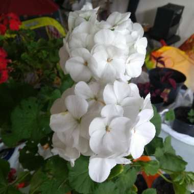 Pelargonium 'Grandeur Odorata Cola' (Grandeur Odorata Series)