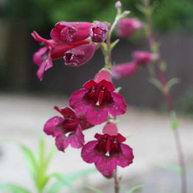 Penstemon 'Purple Bedder'