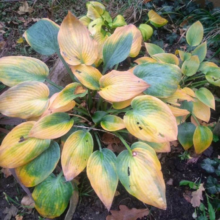plant image 889165