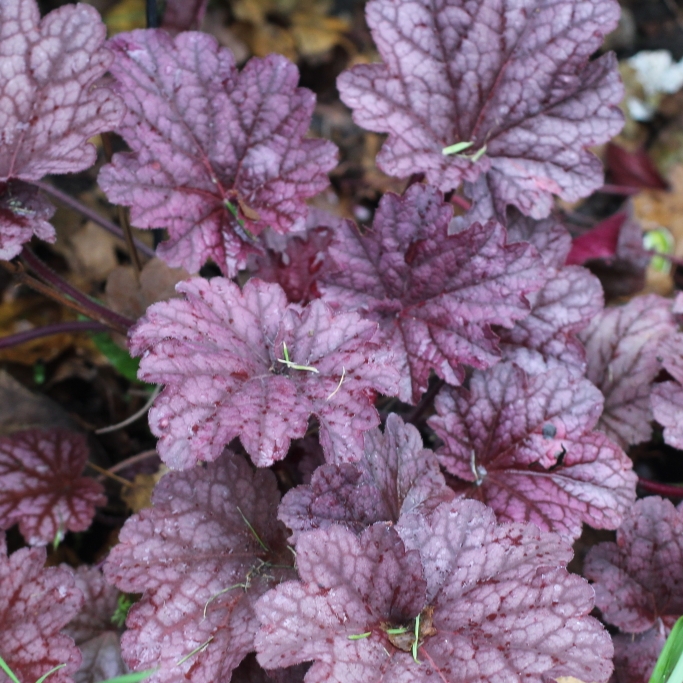 plant image 890094 plant image 890094