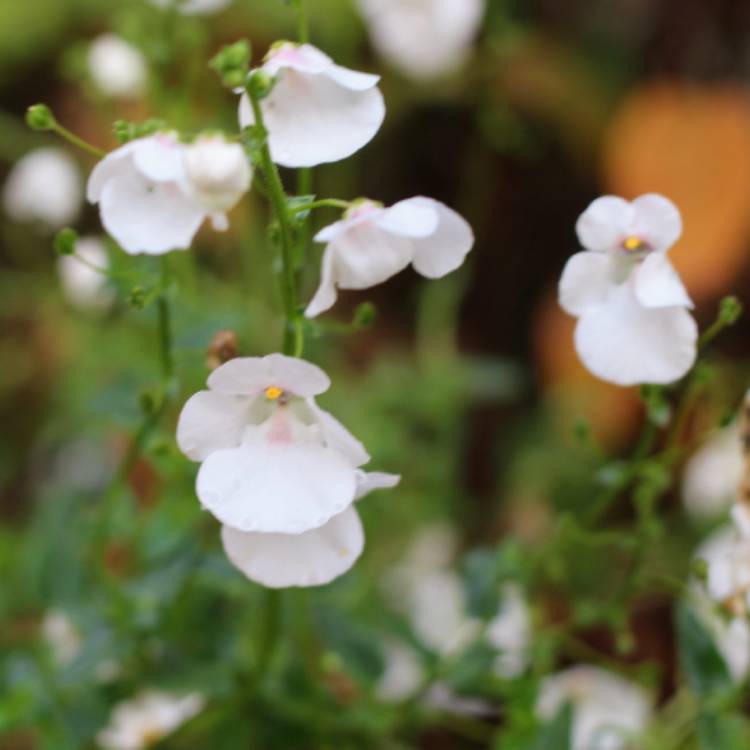plant image 890939