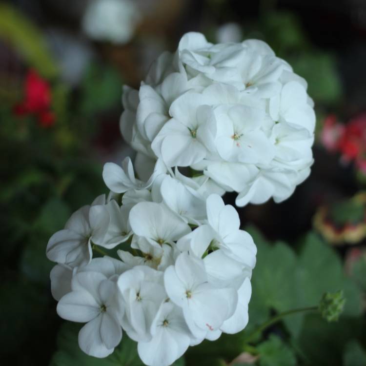 plant image 896776 plant image 896776