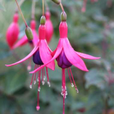 Fuchsia 'Mrs Popple'