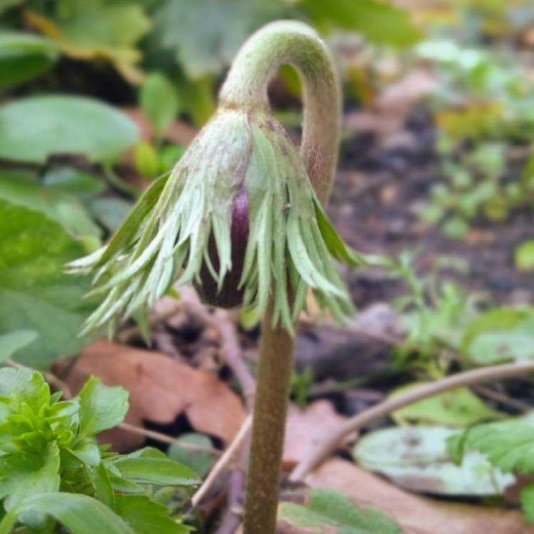 Plant image Anemone coronaria