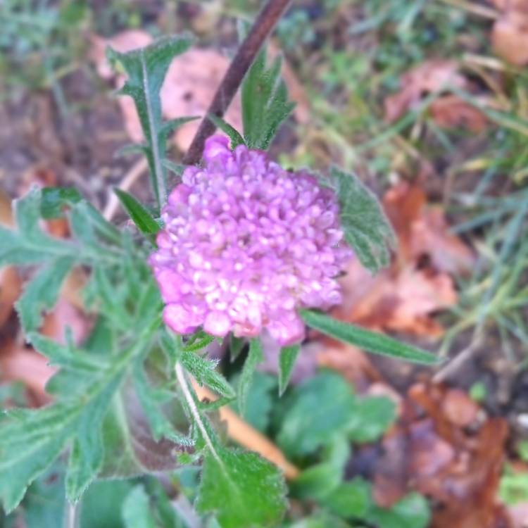 plant image 934358