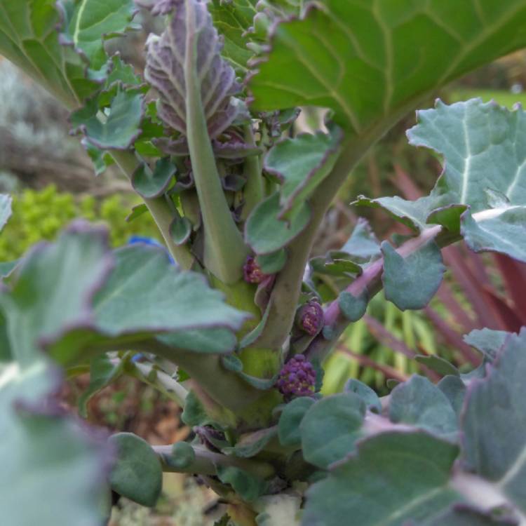 Plant image Brassica oleracea