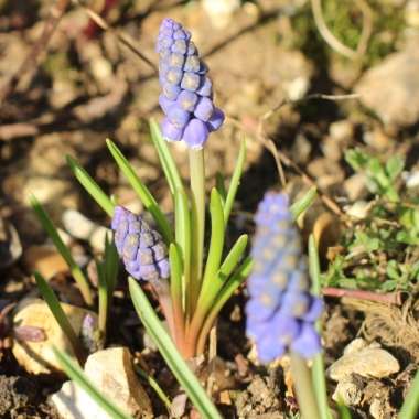 Muscari