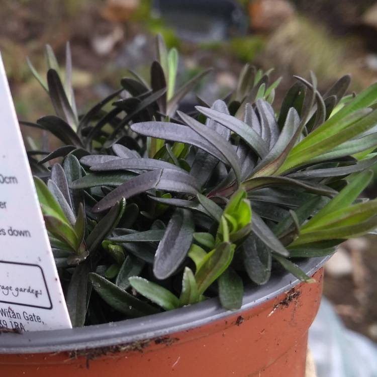 Plant image Dianthus alpinus