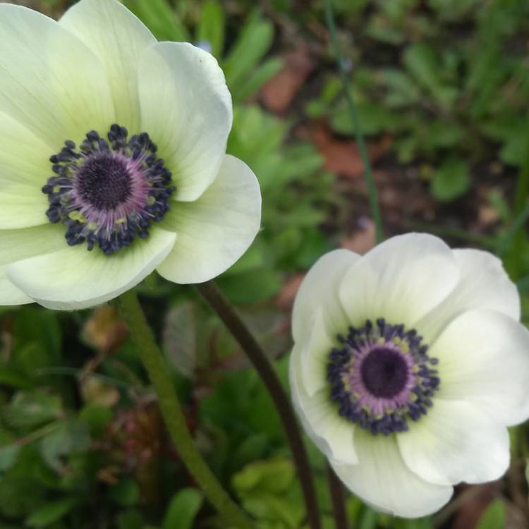Plant image Anemone coronaria De Caen (Mix)