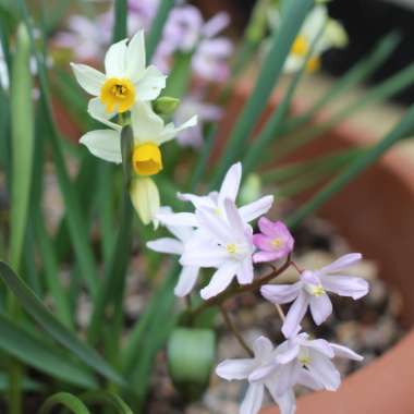 Narcissus 'Canaliculatus'