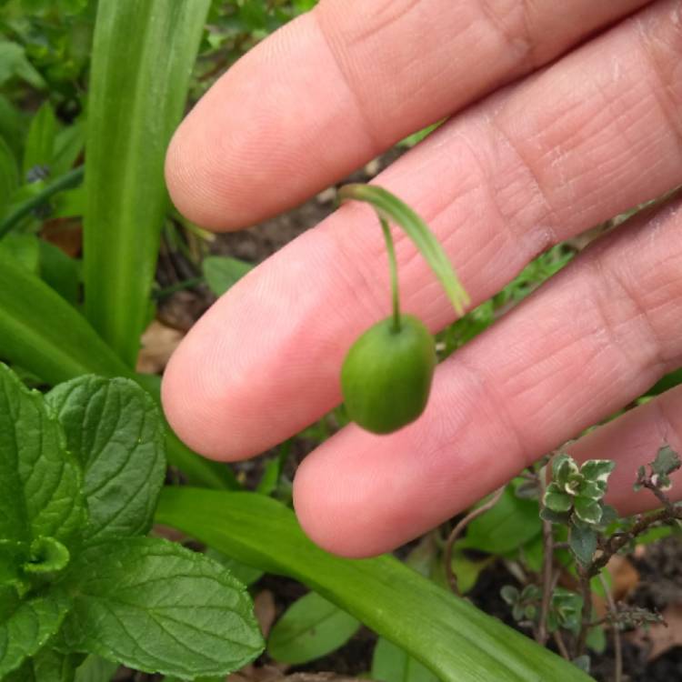 Plant image Galanthus