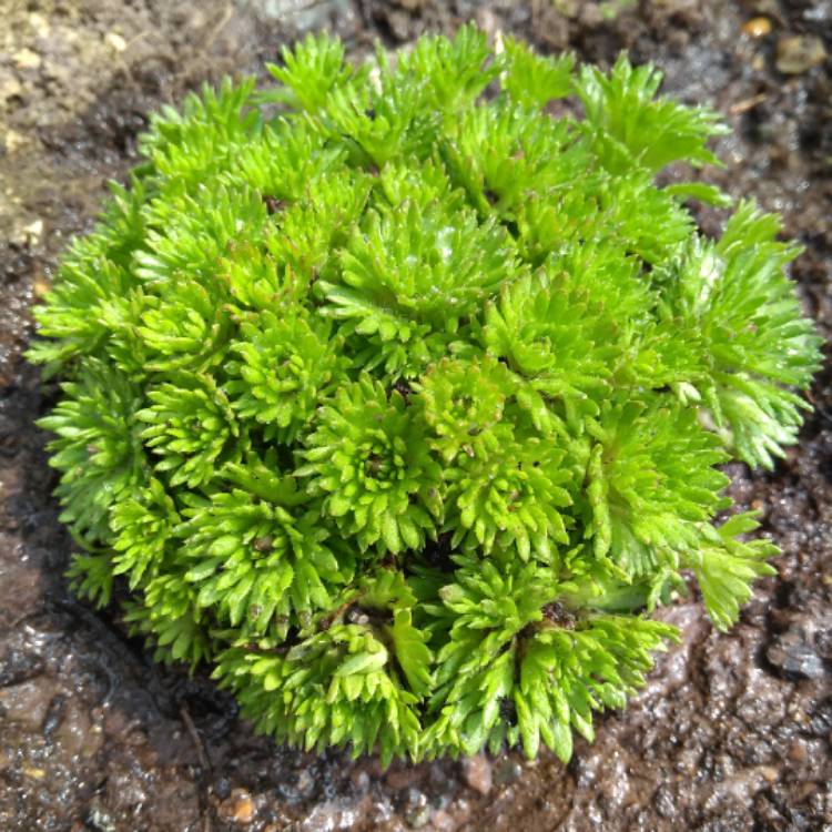 Plant image Saxifraga 'Apple Blossom'