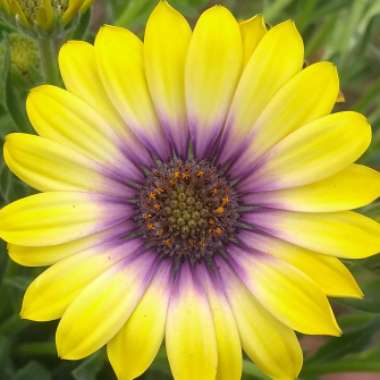 Osteospermum ecklonis 'Blue Eyed Beauty'