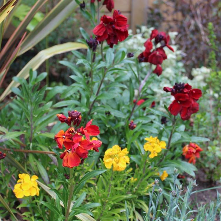 plant image 978232 plant image 978232