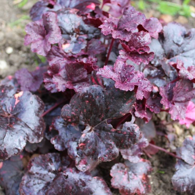 Plant image Heuchera villosa 'Palace Purple' syn. Heuchera sanguinea 'Palance Purple', Heuchera micrantha 'Palace Purple'