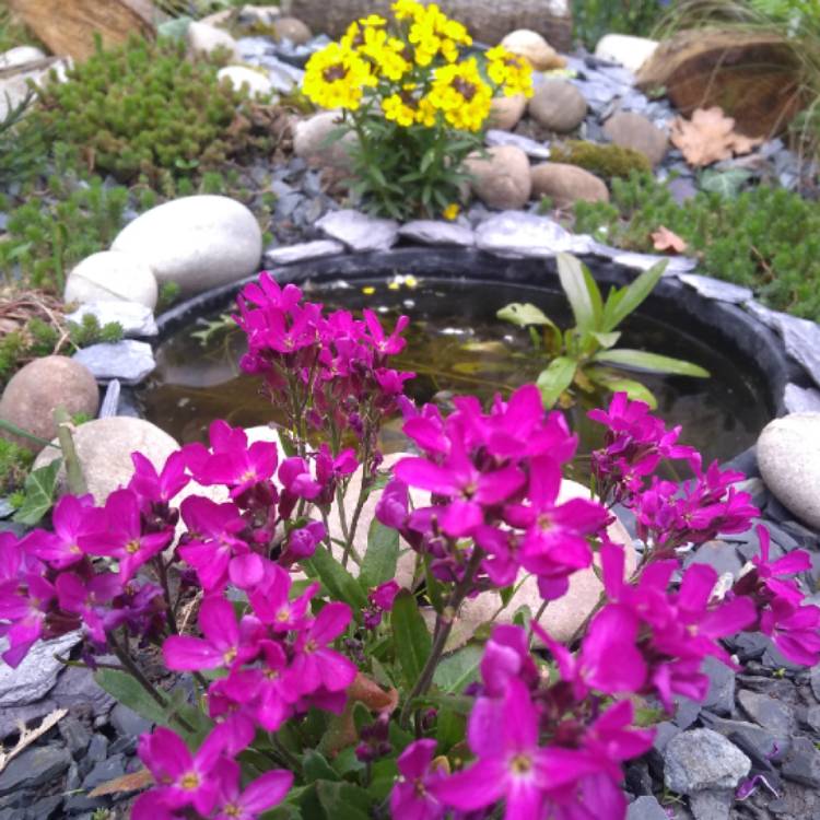 Plant image Arabis blepharophylla 'Rose Delight'