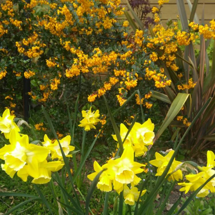 plant image 980747