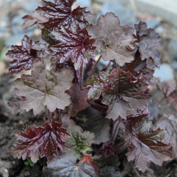 Plant image Heuchera 'Midnight Rose'
