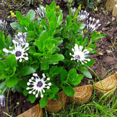 African daisy 'Whirligig'