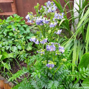 Denise's garden
