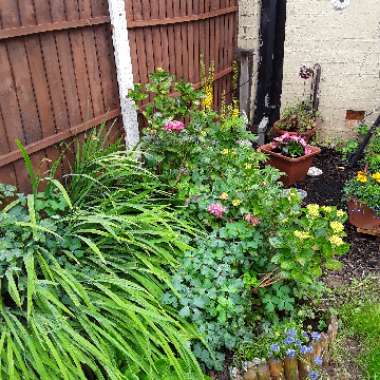 Denise's garden