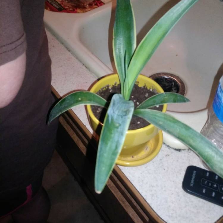 Plant image Agave Joe Hoak