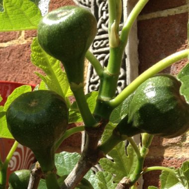 Fig 'Brown Turkey'