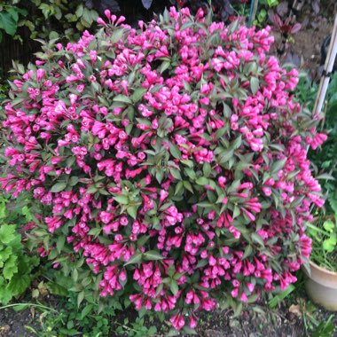 Deny's garden