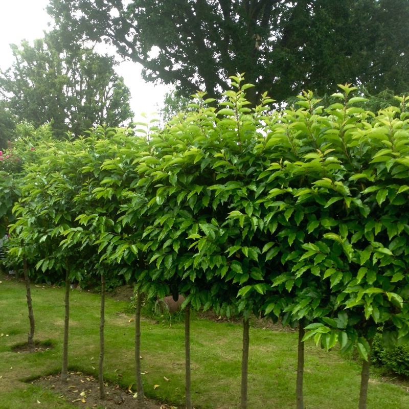 Plant image Prunus lusitanica 'Angustifolia'