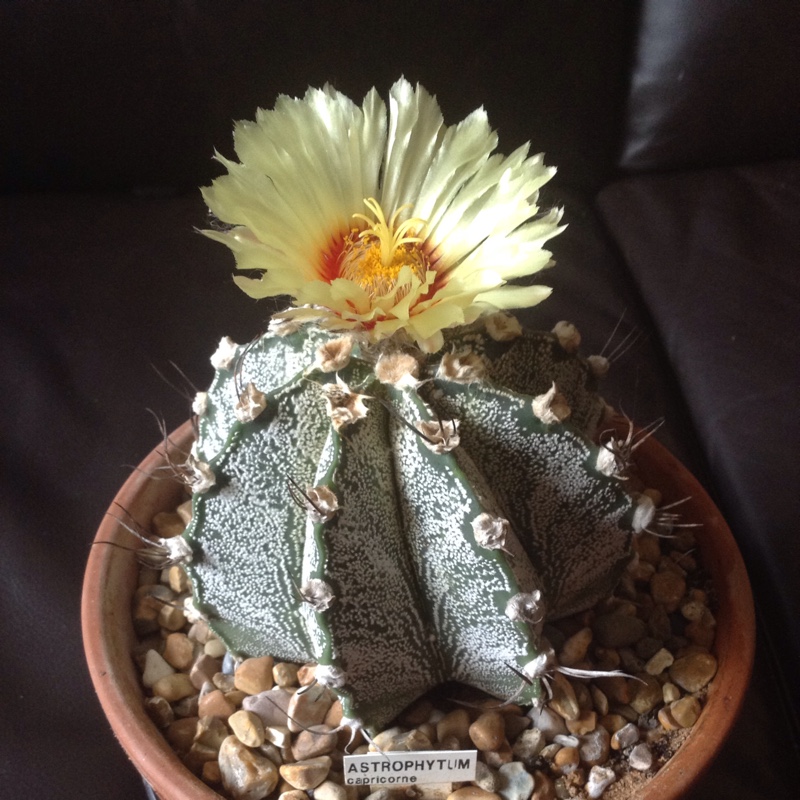 plant image 6704